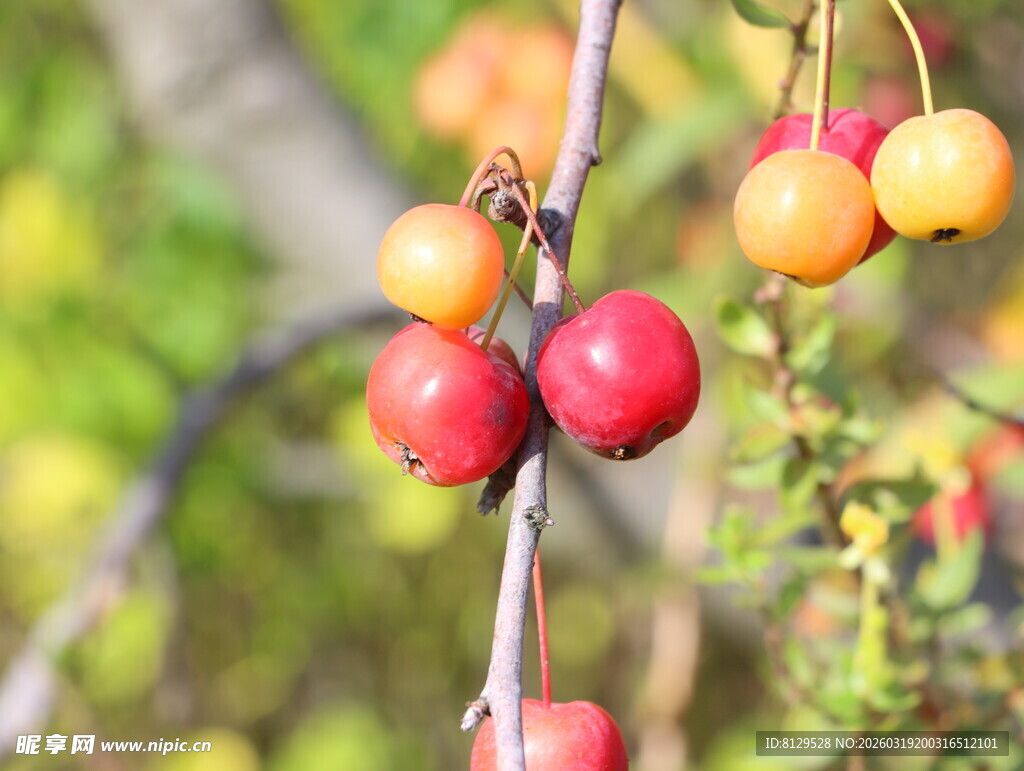 枝头鲜艳多彩的小果实