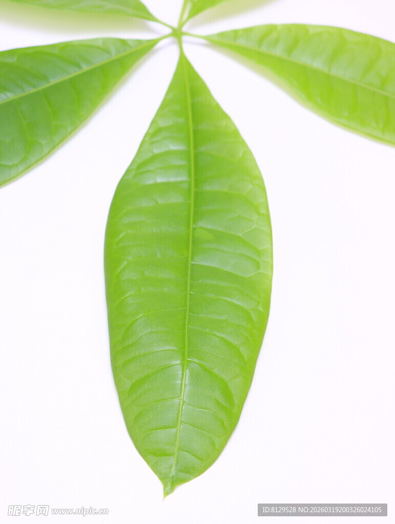 嫩绿叶片特写