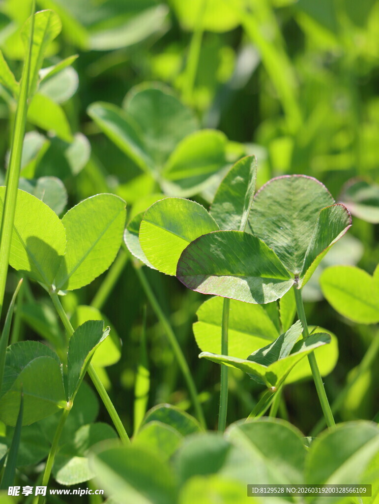 翠绿三叶草生机盎然