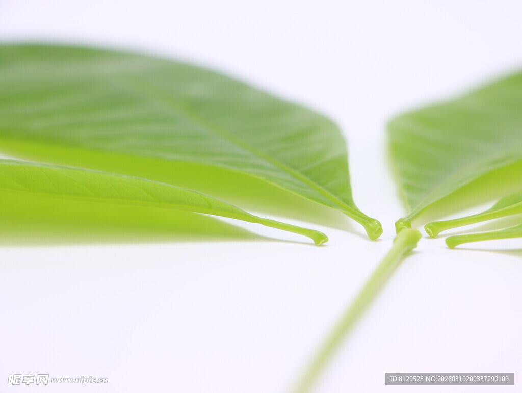 嫩绿叶片特写