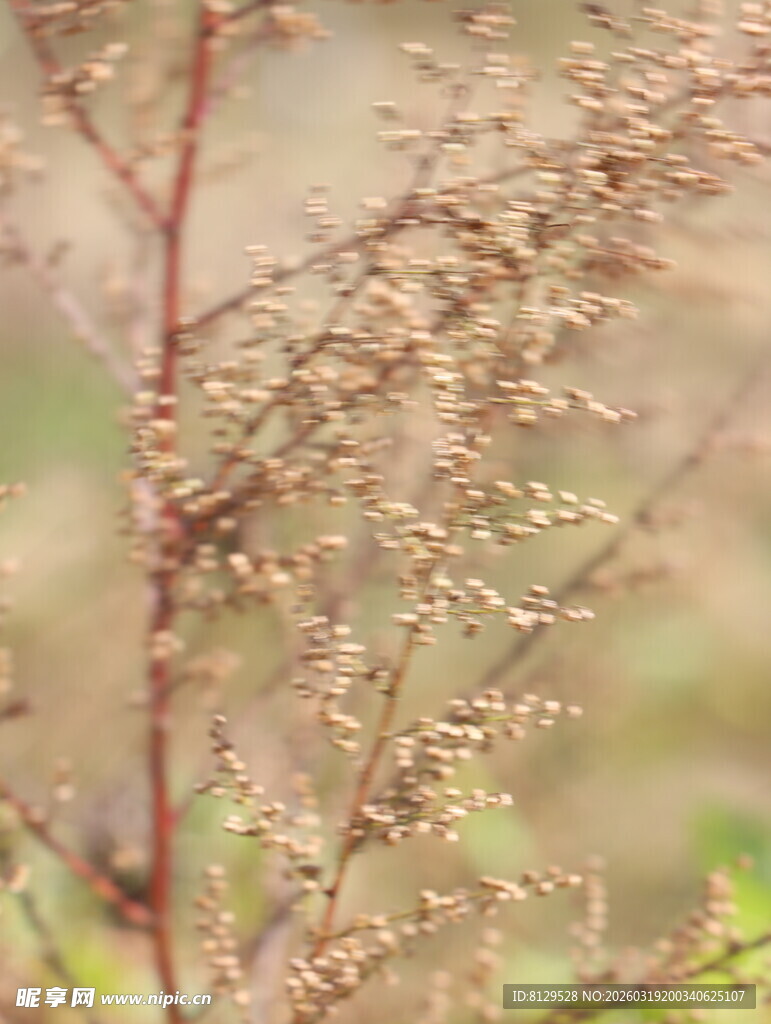 干枯植物枝条特写
