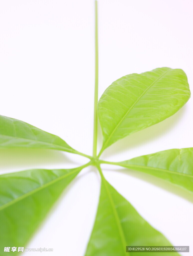 五片嫩绿叶片呈放射状