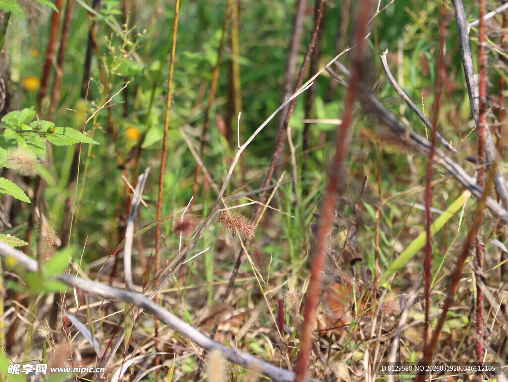 野外繁茂的植物枝干景象