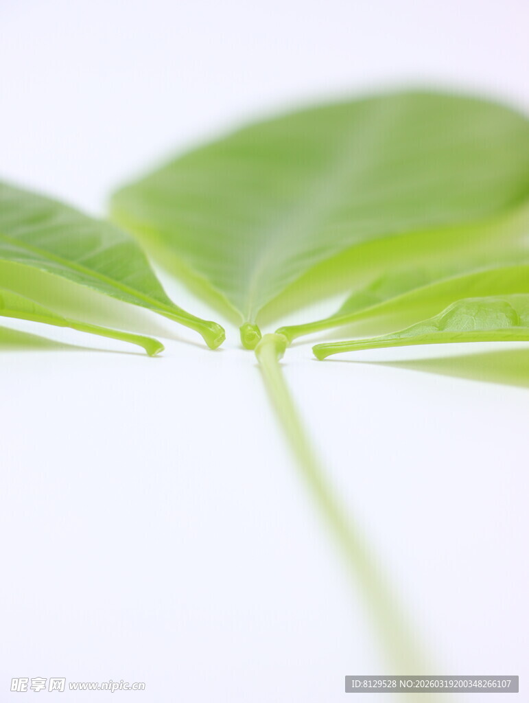 嫩绿叶片特写