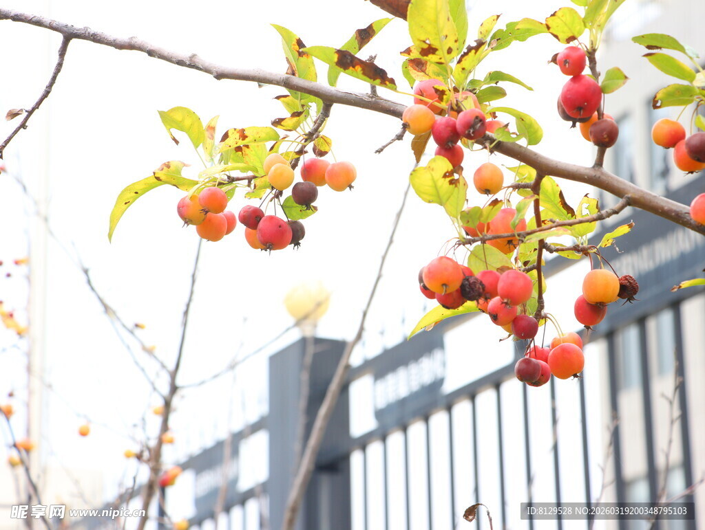 枝头红柿秋日美好景象
