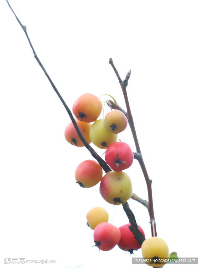枝头多彩果实