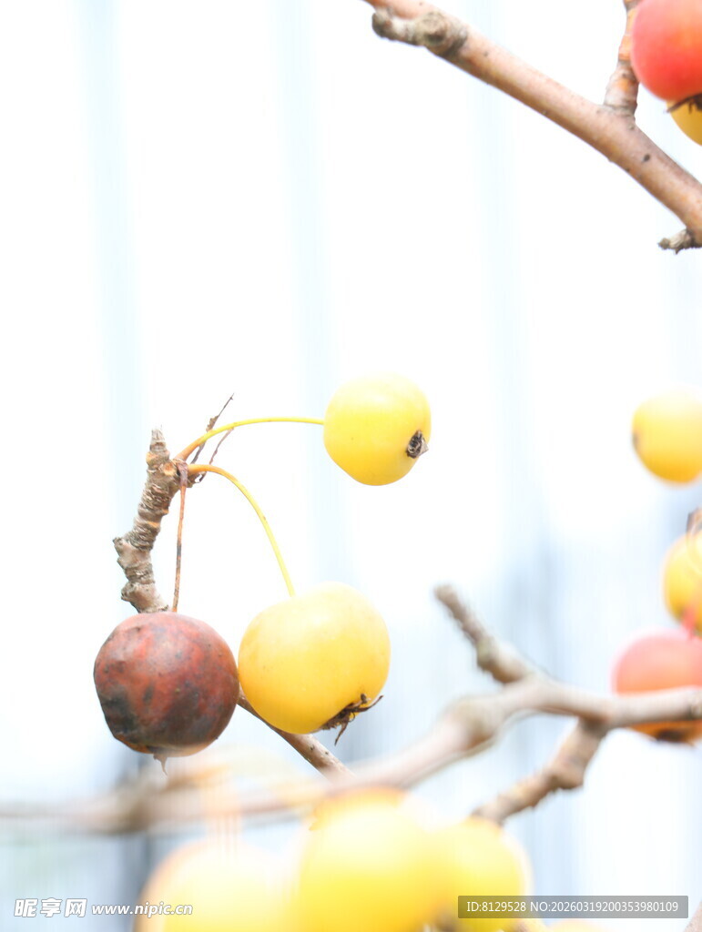 枝头多彩果实诱人