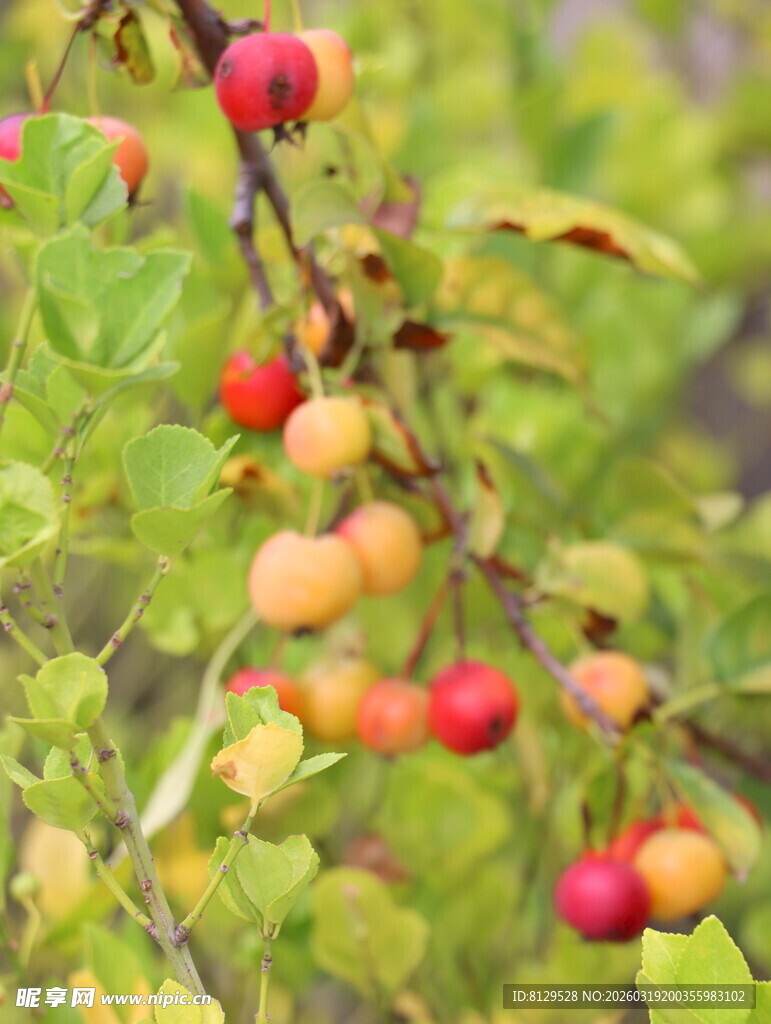 枝头红果绿叶相映成趣