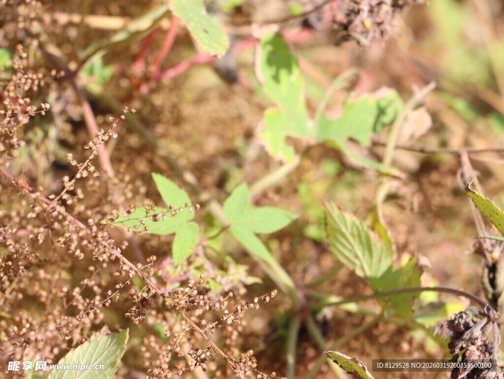 嫩绿植物生长于泥土间