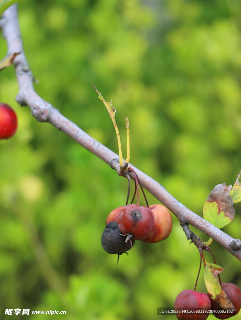 枝头红果尽显自然野趣
