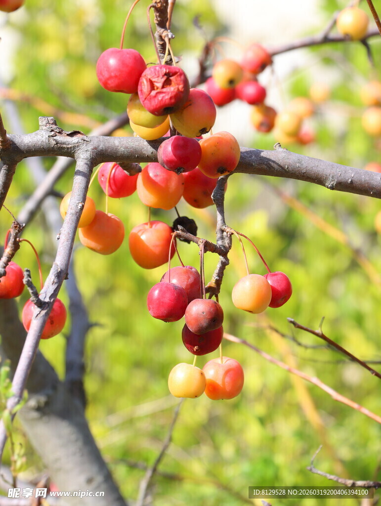 枝头红果秋日鲜果景象