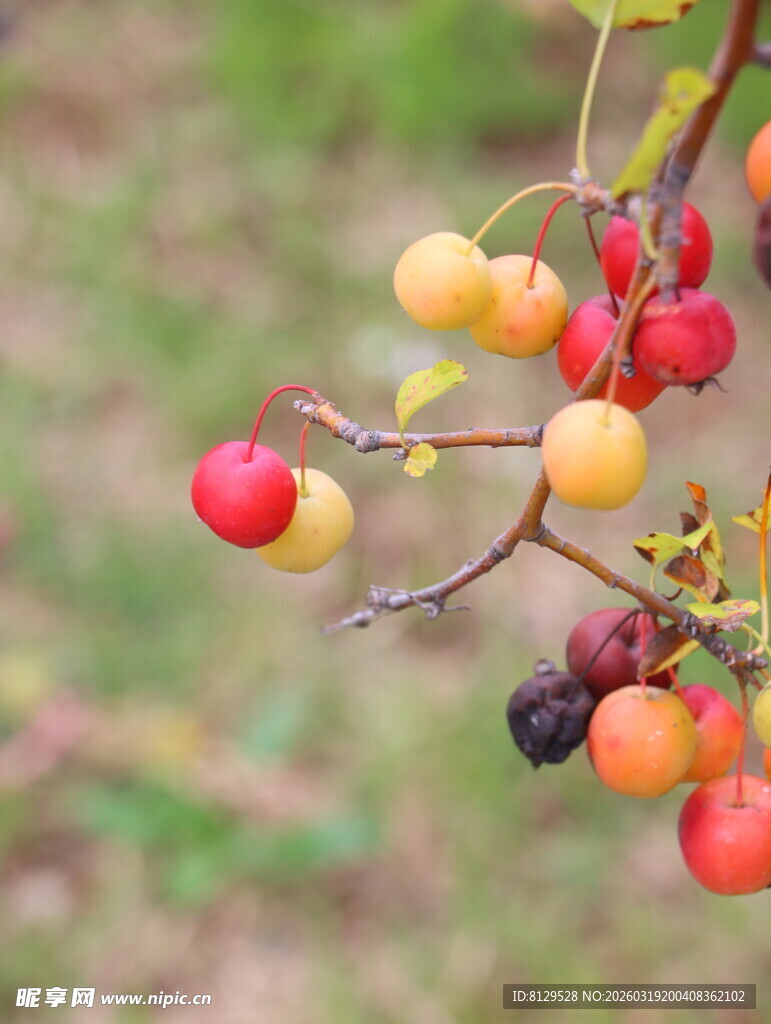枝头多彩果实诱人