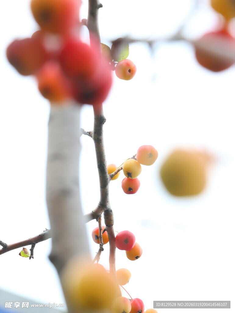 枝头红果清新自然景致