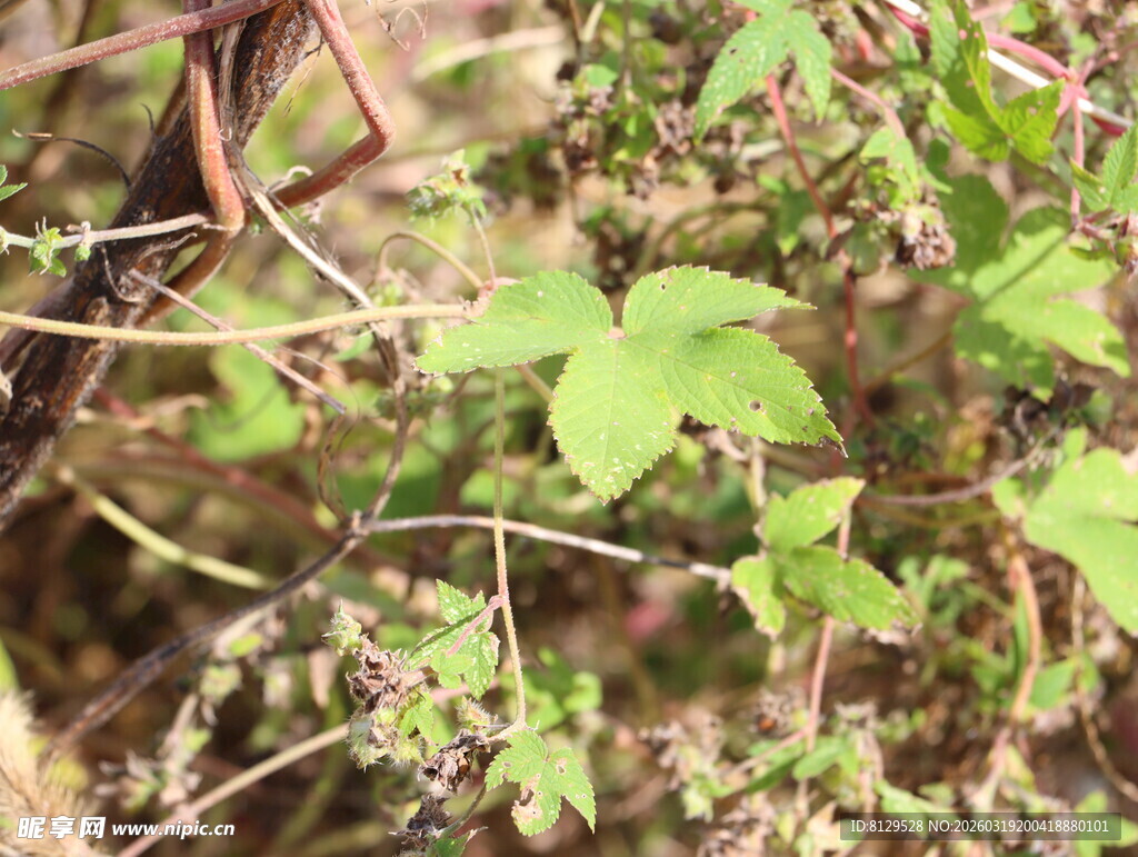 野外生长的绿色藤蔓植物