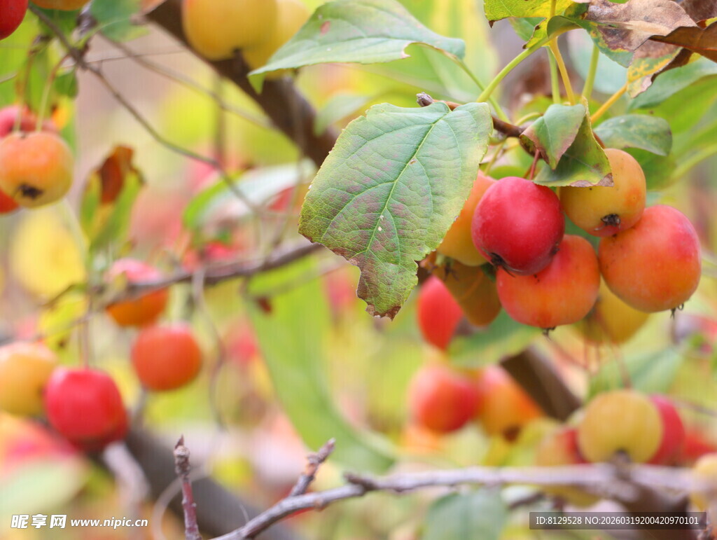 枝头硕果累累的鲜艳果实