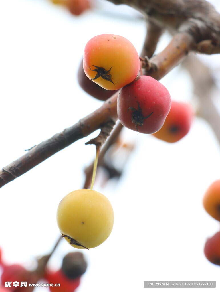 枝头鲜艳多彩的小果实