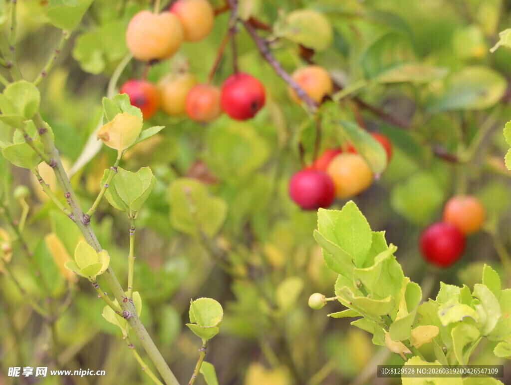 枝头红果挂绿叶间