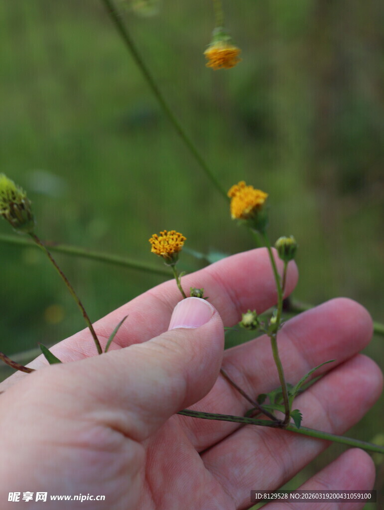 手中的黄色小花野草