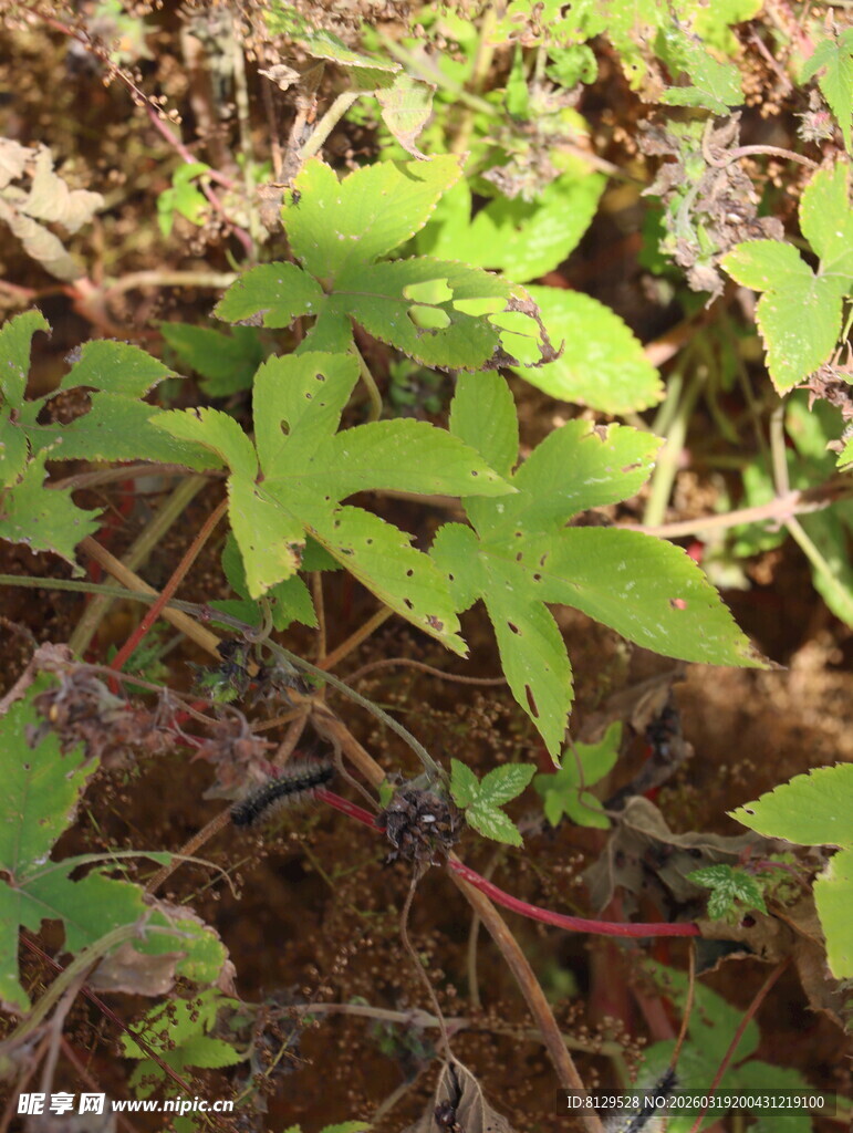 地面生长的嫩绿植物