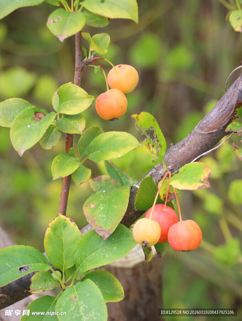 枝头鲜嫩多彩果实