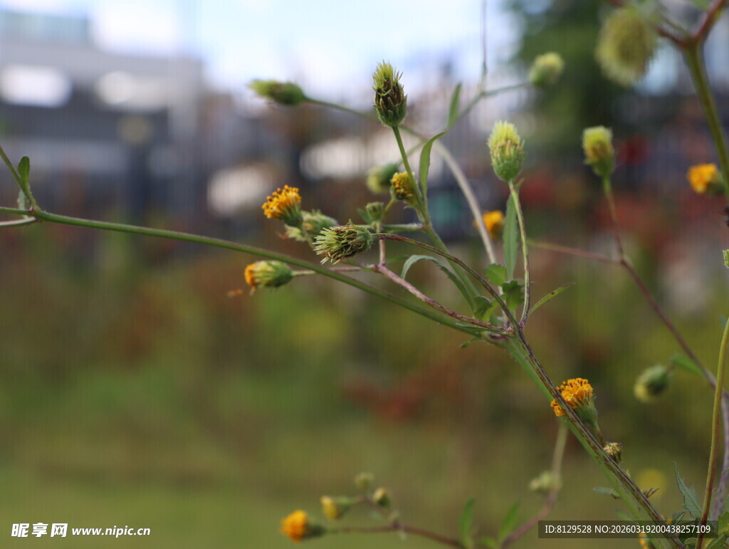 野外小黄花特写