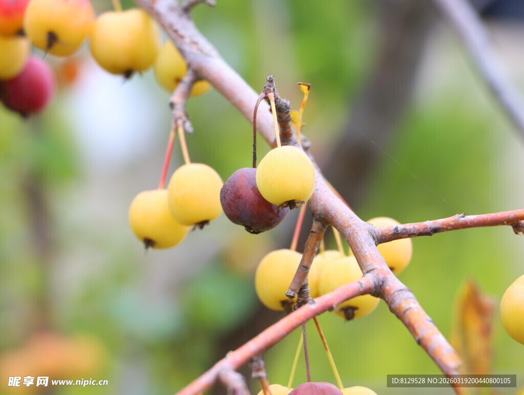 枝头黄果秋意初显