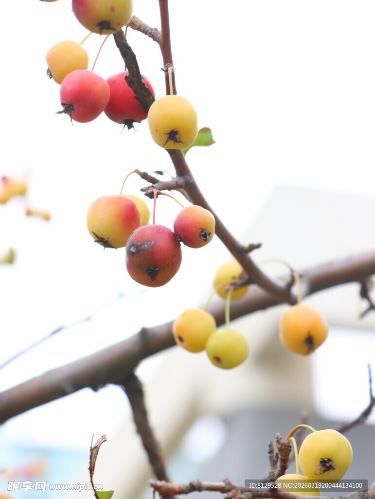 枝头多彩小果实