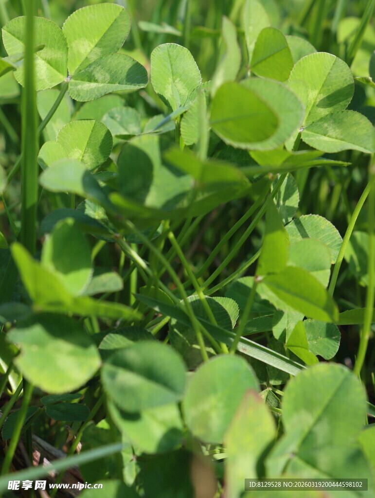 翠绿三叶草生机勃勃