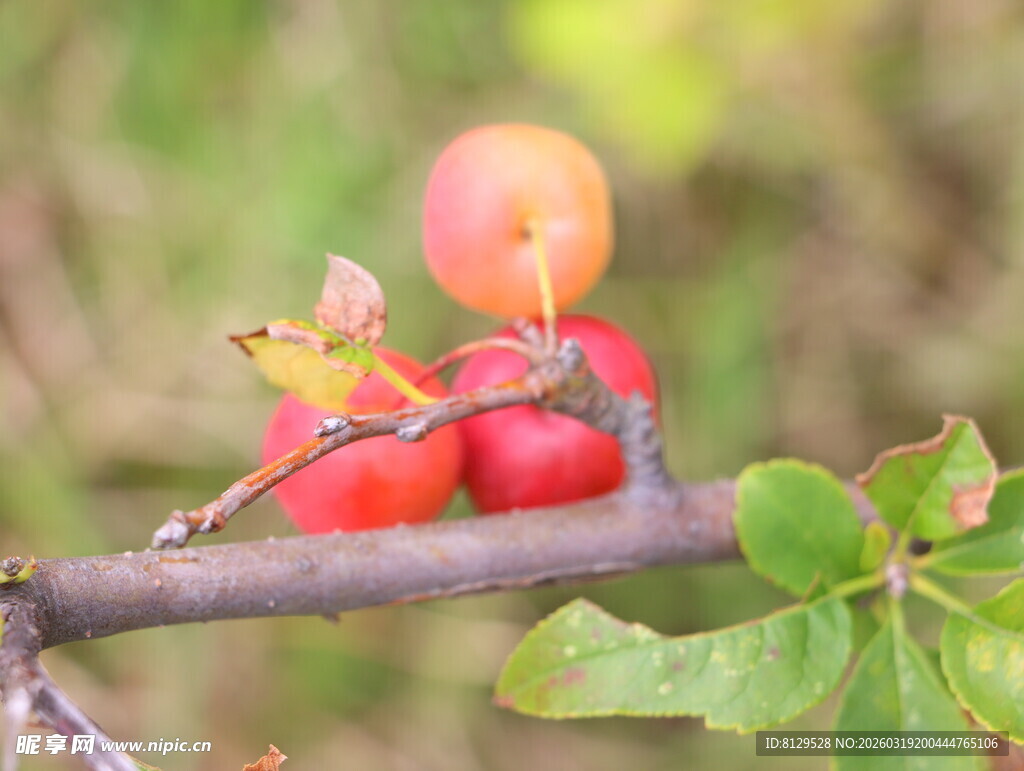 枝头红果尽显自然生机