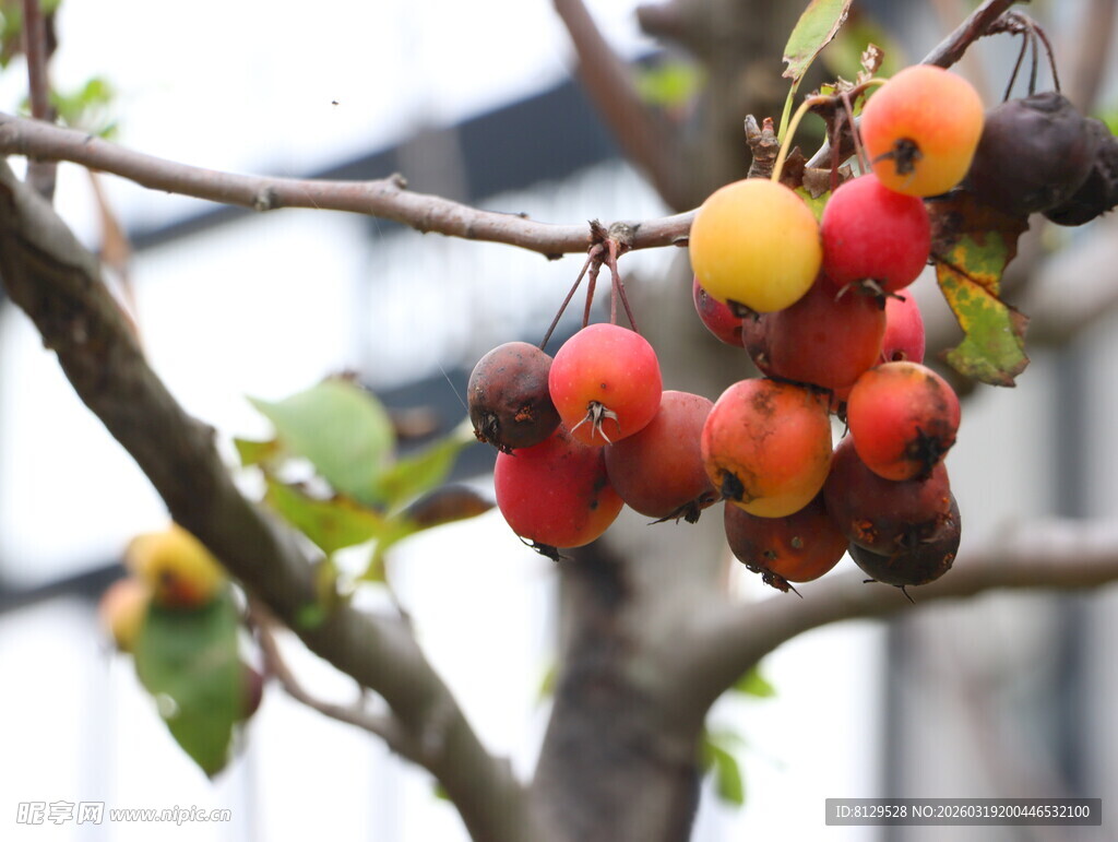 枝头多彩果实待采摘
