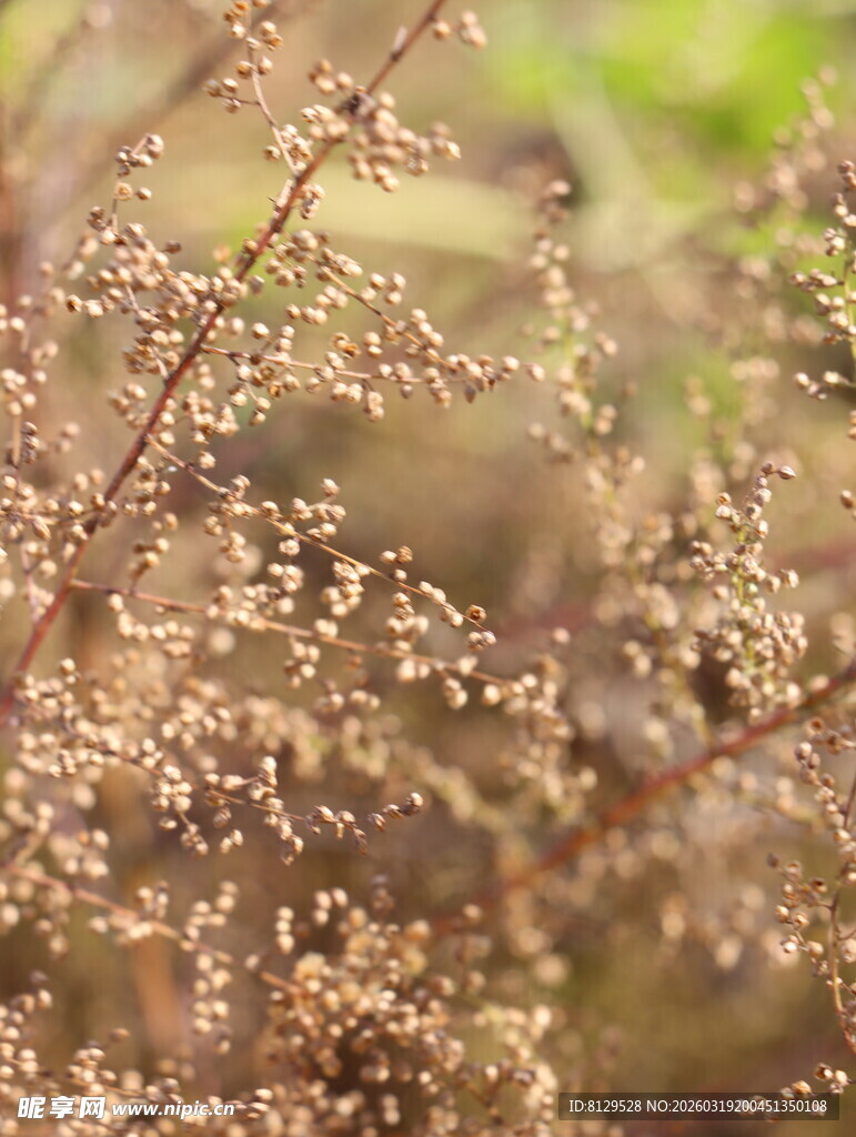 微小植物花絮特写