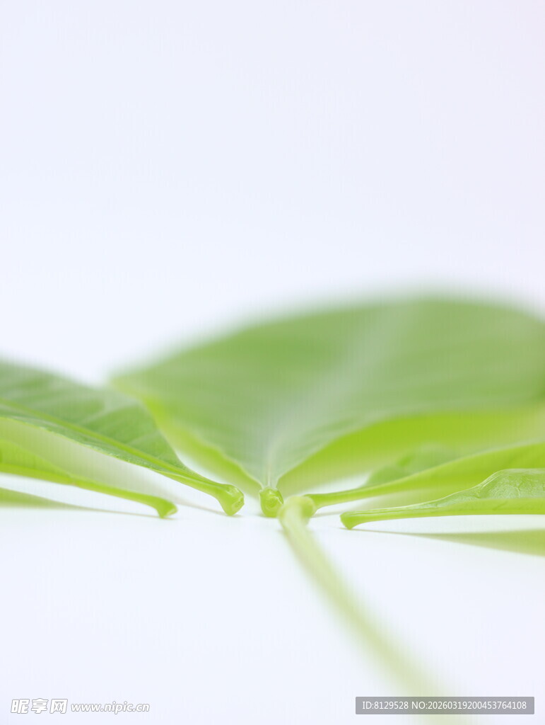 嫩绿叶片特写