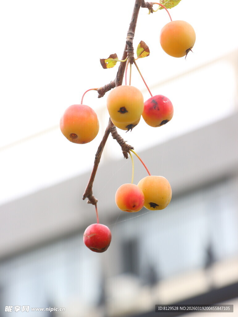 枝头红果秋日灵动景致
