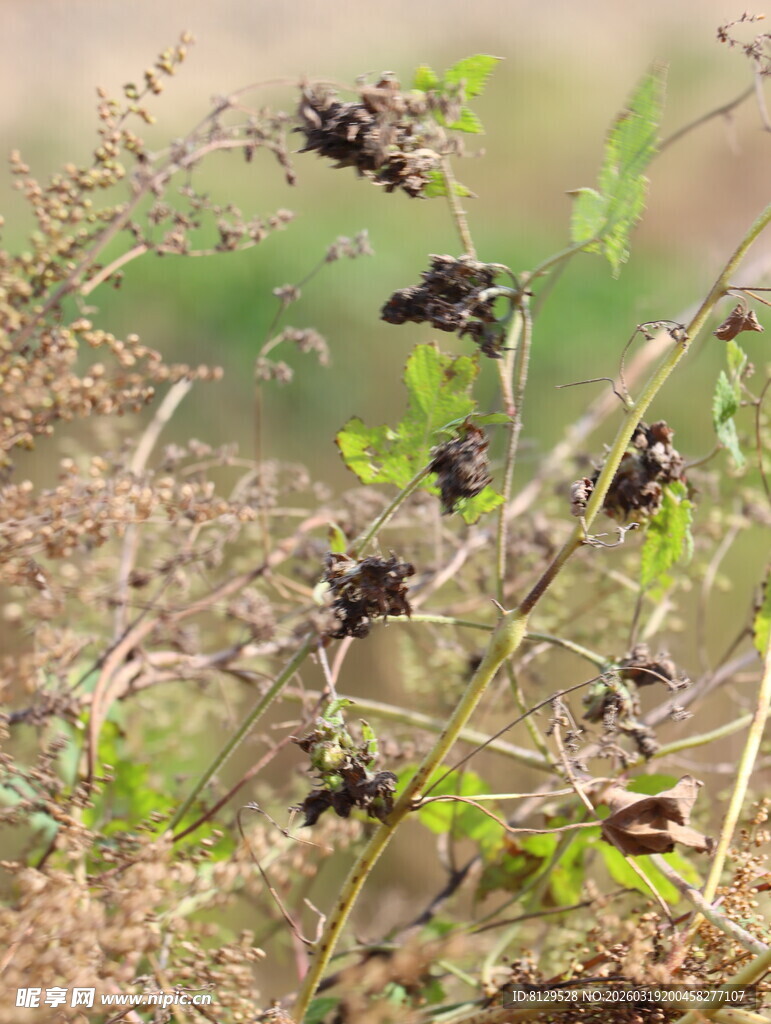 野外干枯植物景象