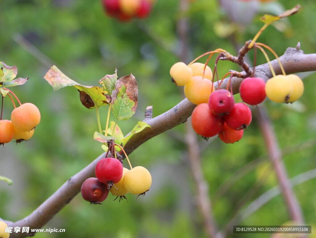 枝头多彩果实鲜艳诱人