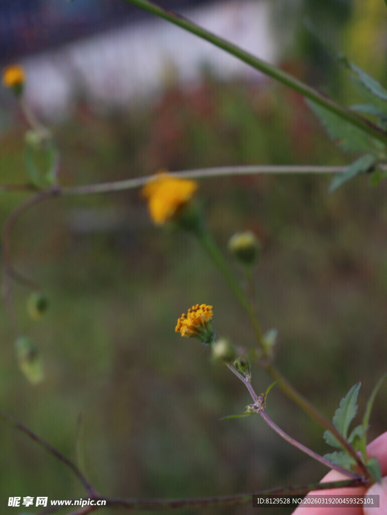 手触绽放的黄色小花