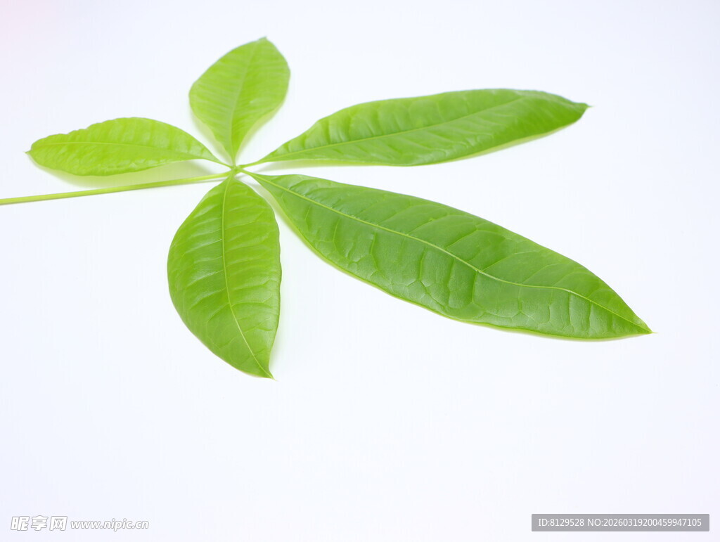 嫩绿五叶植物特写