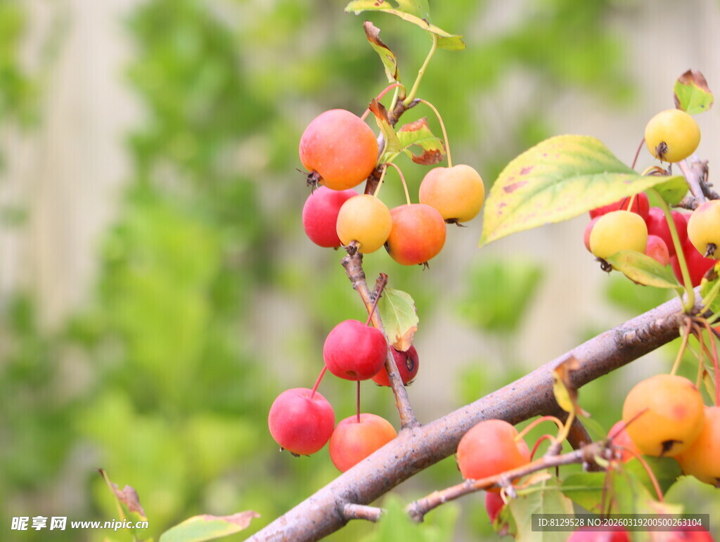 枝头硕果累累的多彩果实