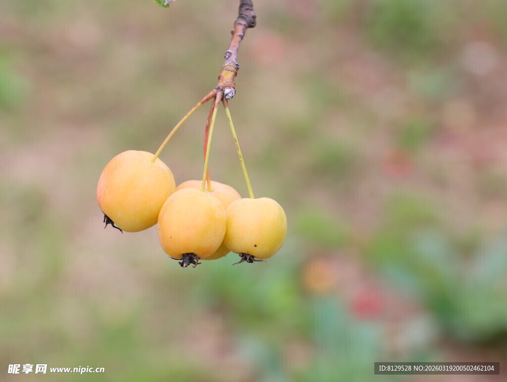 枝头黄果秋意初显