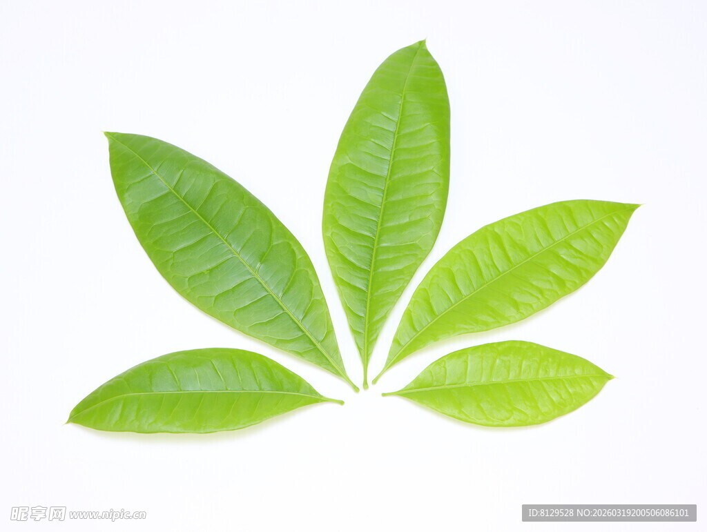 五片嫩绿叶片排列造型