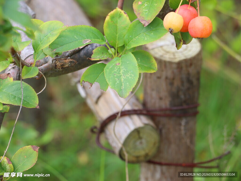 枝头红果绿叶缠绕景象