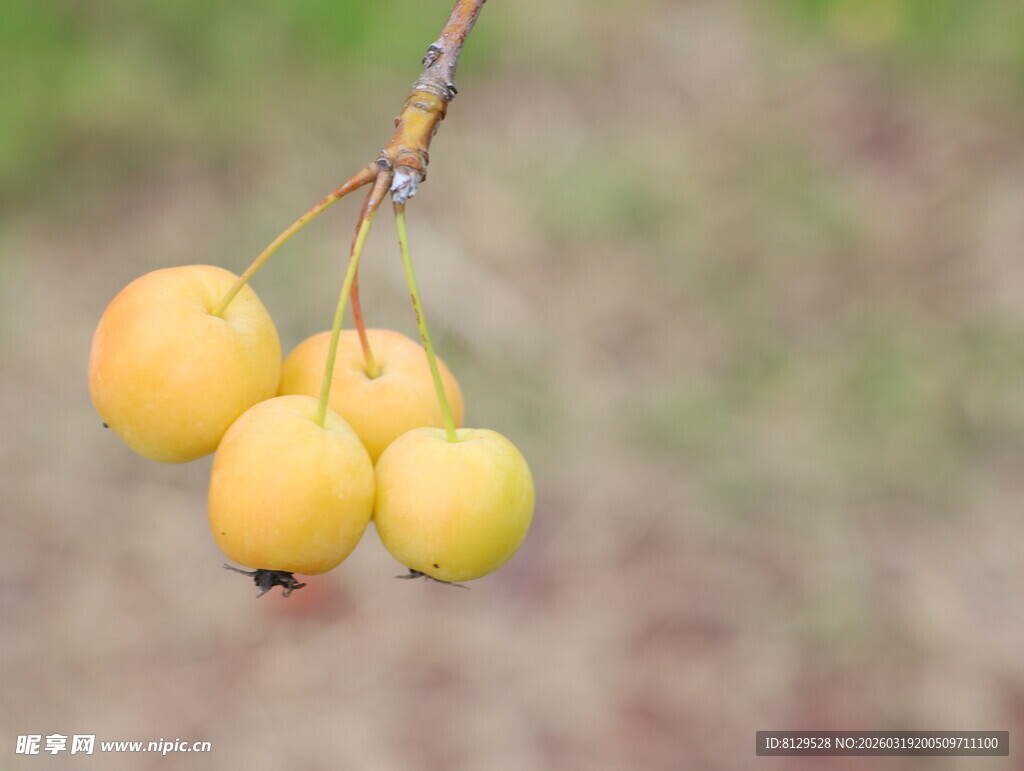 枝头黄果清新自然之景