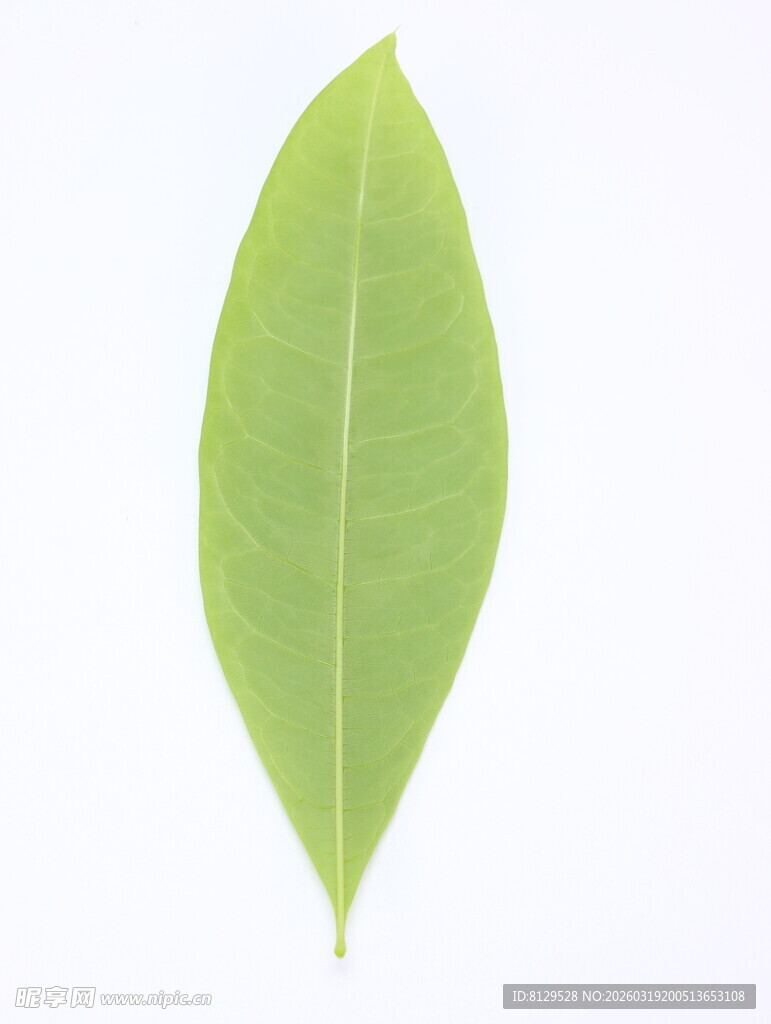 单片嫩绿叶片特写