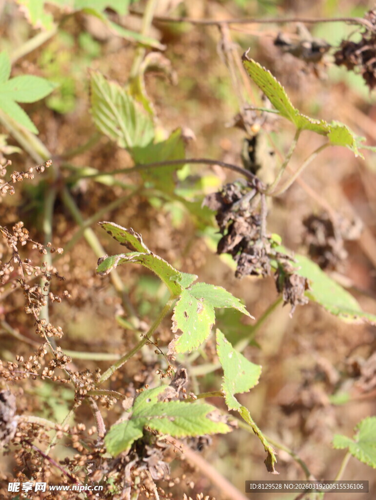 野外生长的植物及黑色果实