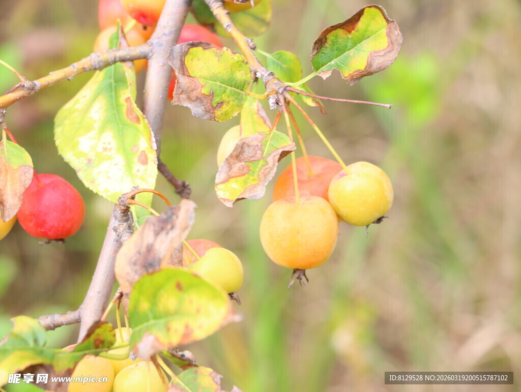 枝头挂着多彩小果子