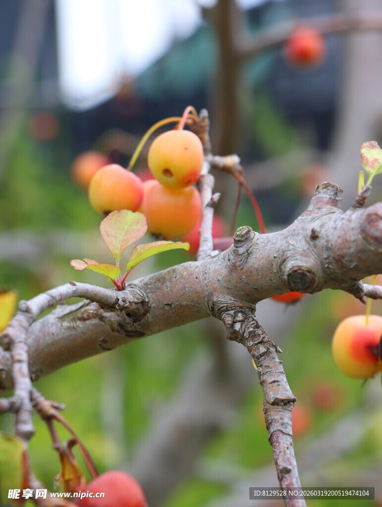 枝头硕果累累的诱人景象