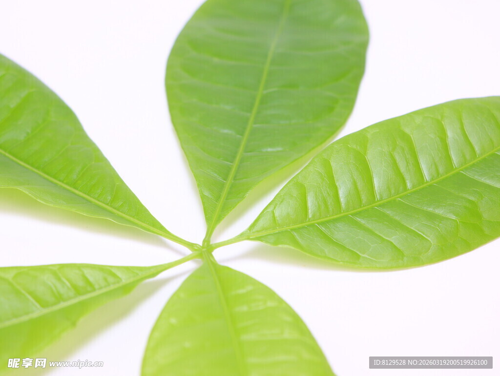 嫩绿掌状叶片特写