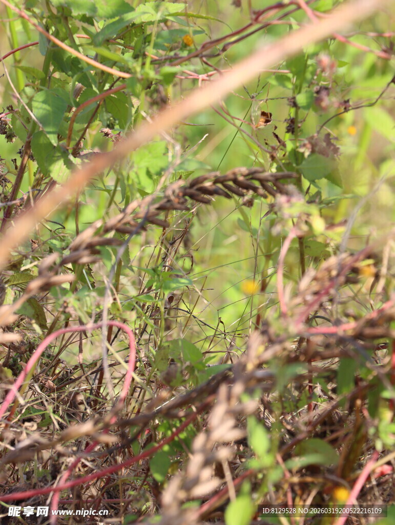 野外繁茂的植物景象