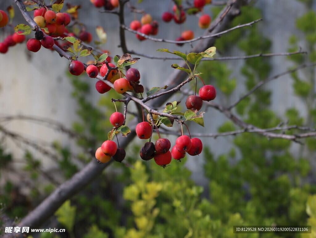 枝头红果与小鸟