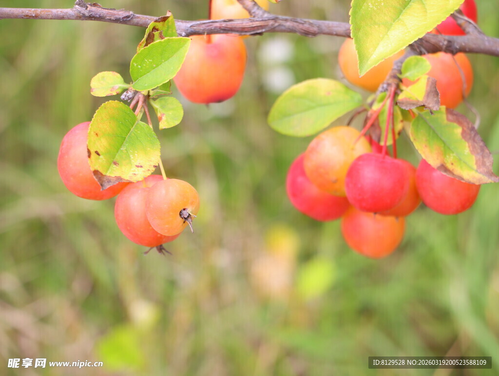 枝头红果尽显自然清新